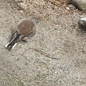 White winged Snowfinch