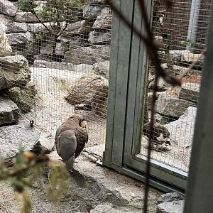 Alpine Partridge and Rock Ptarmigan
