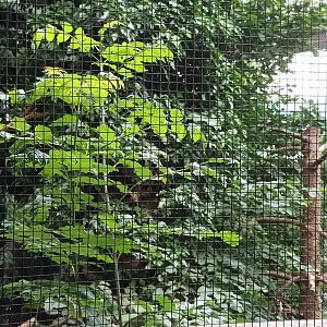 Eurasian Eagle Owl Aviary