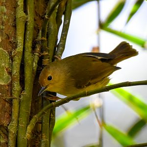 Large-billed Scrubwren