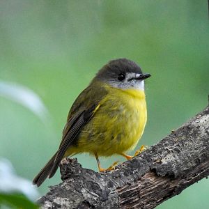 Pale-Yellow Robin