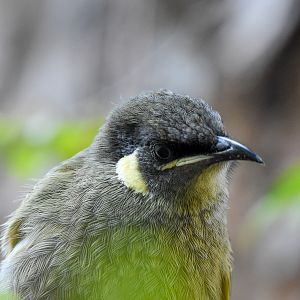 Lewin's Honeyeater