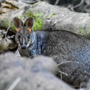 Red-legged Pademelon