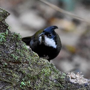 Eastern Whipbird