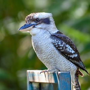 Laughing Kookaburra