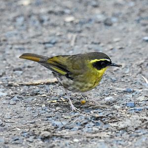Yellow-throated Scrubwren