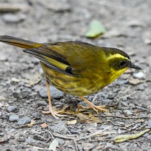 Yellow-throated Scrubwren