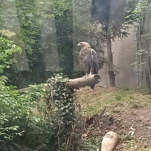 Golden Eagle Aviary
