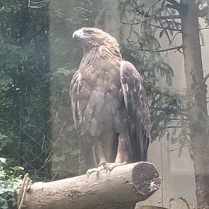 Golden Eagle