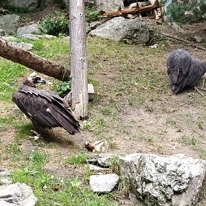 Cinnerous Vultures