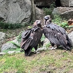 Cinnerous Vultures