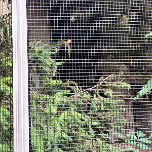 Red Crossbill Aviary