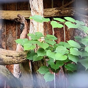 Lesser spotted Woodpecker