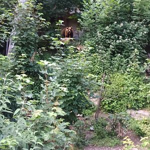 European Brown Bear Enclosure