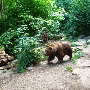 European Brown Bear