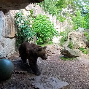 European Brown Bear