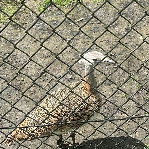 Great bustard 280423