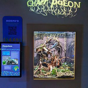 MORPH'D - Panther Chameleon