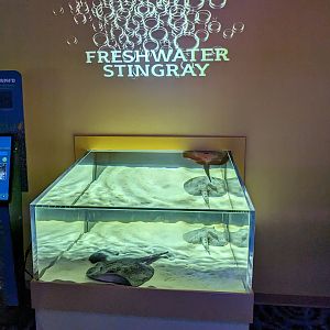 MORPH'D - Freshwater stingrays