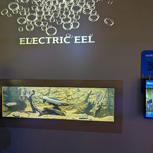 MORPH'D - Electric Eel