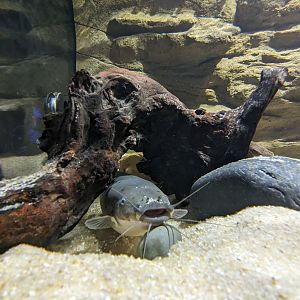 MORPH'D - Electric Catfish