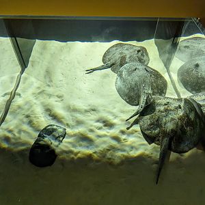 MORPH'D - Freshwater stingrays