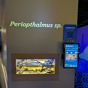 MORPH'D - Mudskipper