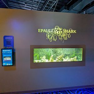 MORPH'D - Epaulette Sharks