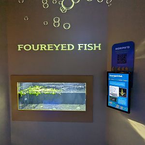 MORPH'D - Foureyed Fish
