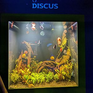 MORPH'D - Discus fish