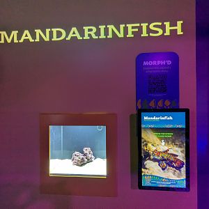 MORPH'D - Mandarinfish