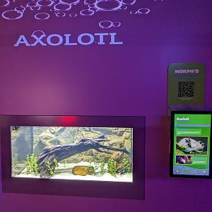 MORPH'D - Axolotl