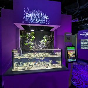 MORPH'D - Archer Fish