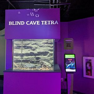 MORPH'D - Blind Cave Tetra