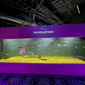 MORPH'D - Paddlefish