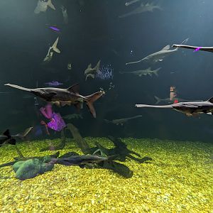 MORPH'D - Paddlefish