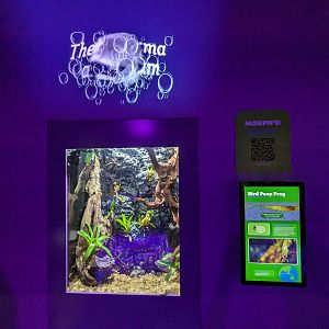 MORPH'D - Bird Poop Frog