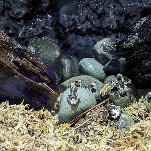 MORPH'D - Bird Poop Frog