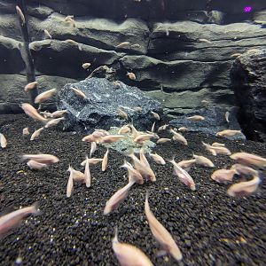 MORPH'D - Blind Cave Tetra