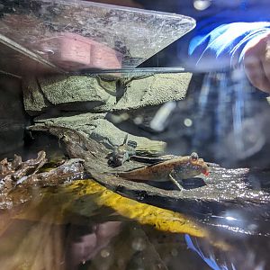 MORPH'D - Mudskipper