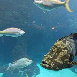 Heart of the Sea - Queensland Grouper