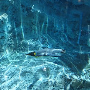 King penguin