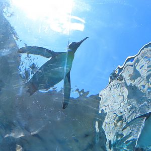 King penguin