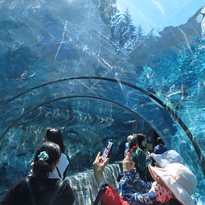 Underwater tunnel for penguins