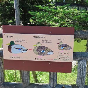 Mallard signage