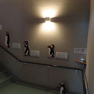Stairs with penguin