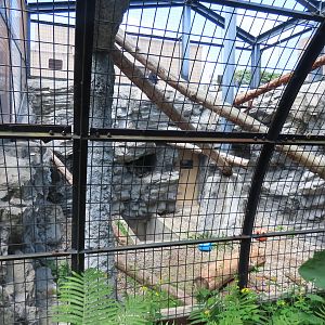 Snow leopard exhibit
