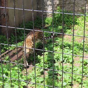 Amur leopard