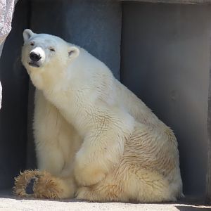 Polar bear