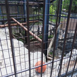 Snow leopard exhibit
